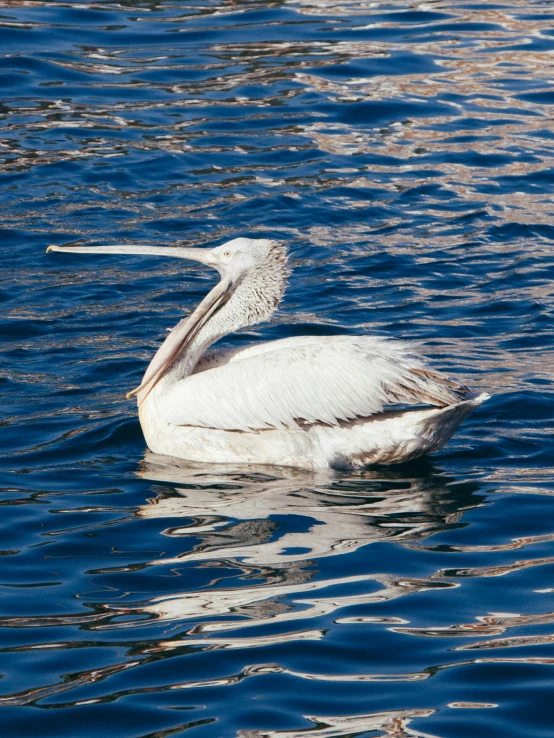 a close up of a water animal in the middle of a body of water