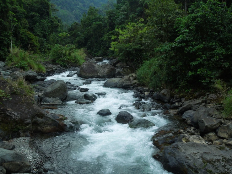 a stream is rushing through the forest