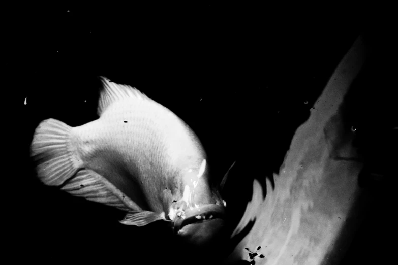 a fish is shown in the dark water