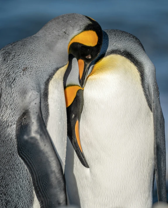 two penguins emcing with a beak poking out of it's mouth