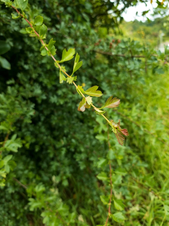 a nch with leaves with green foliage in the background