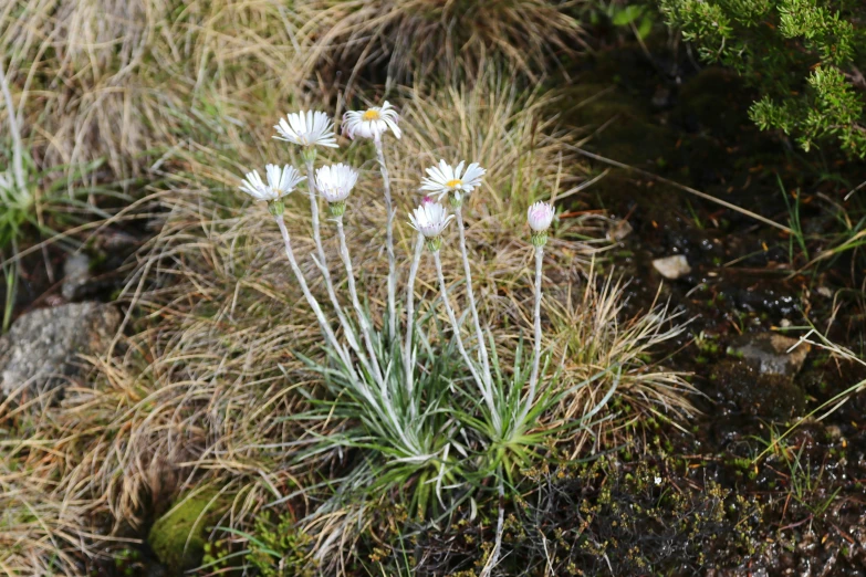 some small white flowers in the grass near some rocks