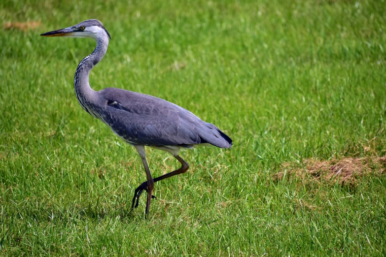 a bird with a long neck and very long legs standing in some grass