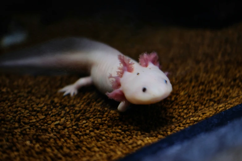 a baby axyzih with white and red patches on its body