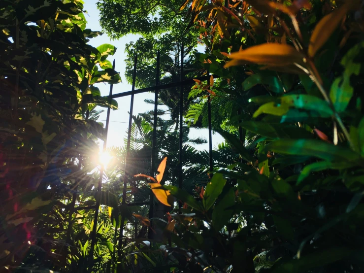 the sun shining through the trees and leaves