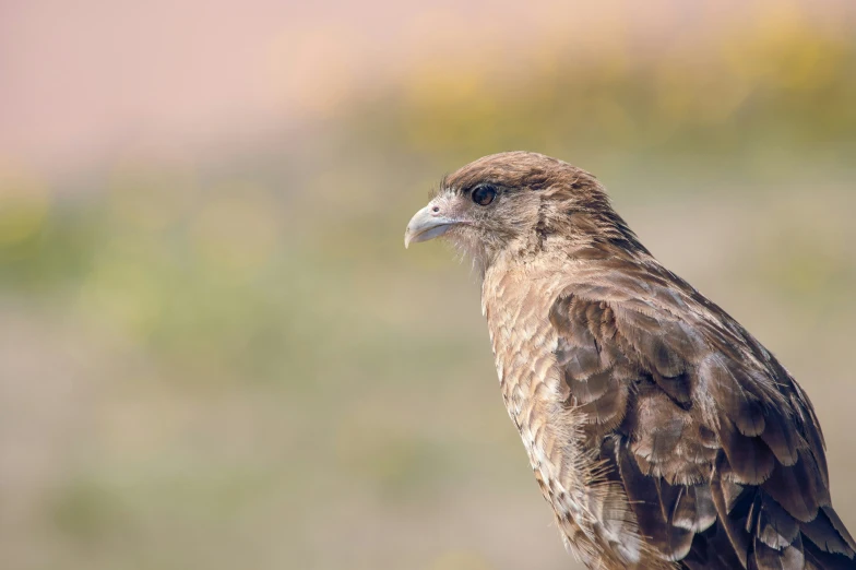 a very large brown bird with it's head facing forward