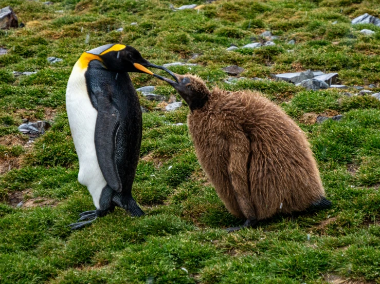 a couple of penguins on the ground together