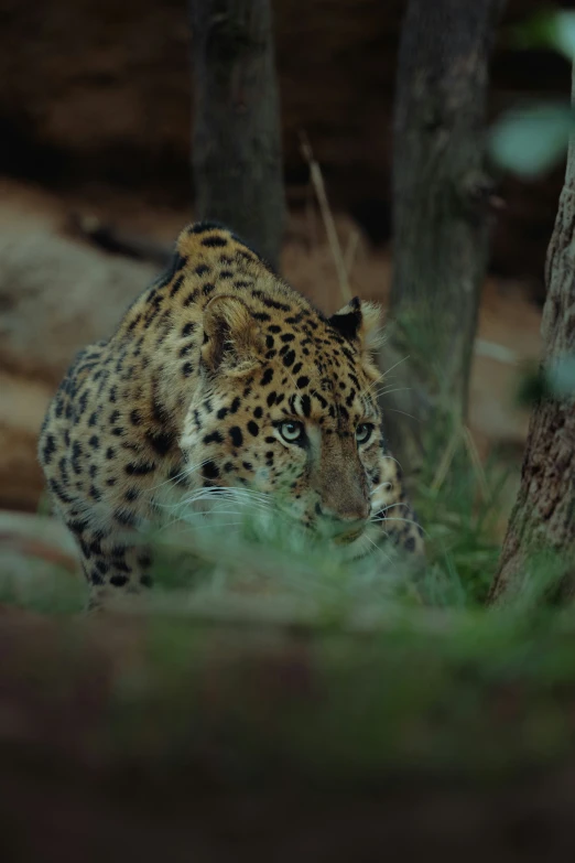 the leopard looks out through the trees in its habitat