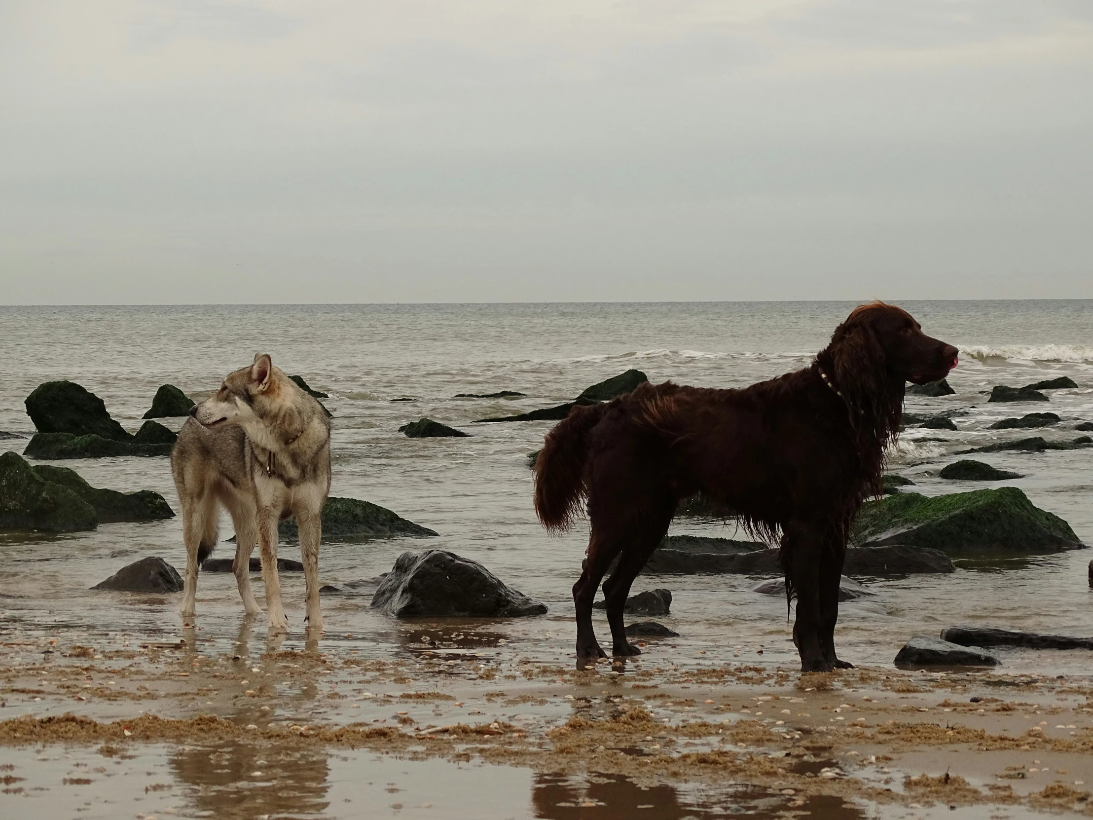 two dogs that are standing in the water