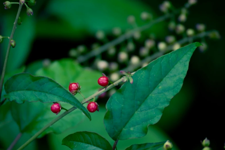 the berries are starting to bud off on the tree