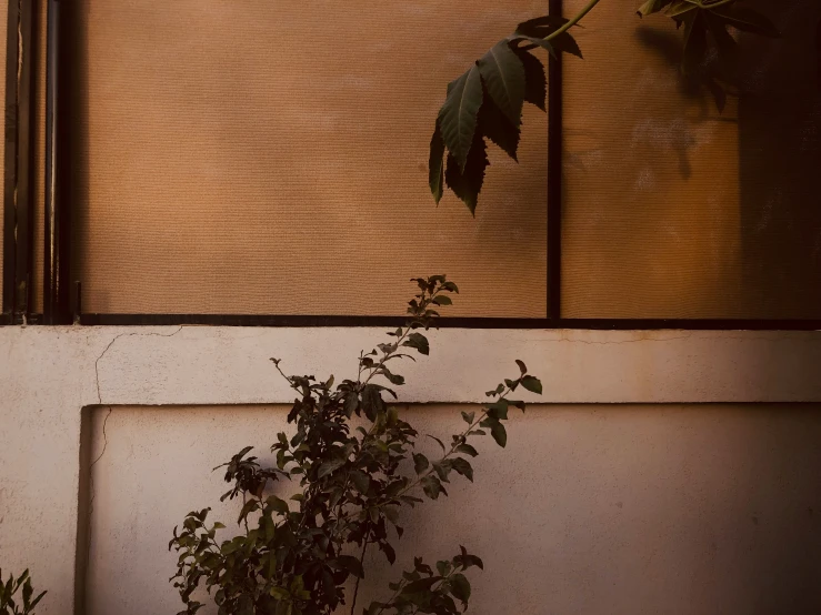 a potted plant is sitting near a window in an old building