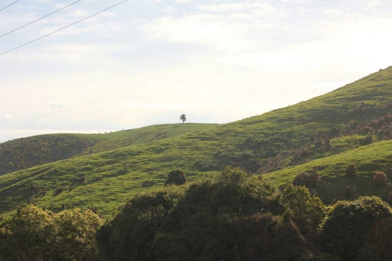 a large grassy field with a telephone pole in the distance