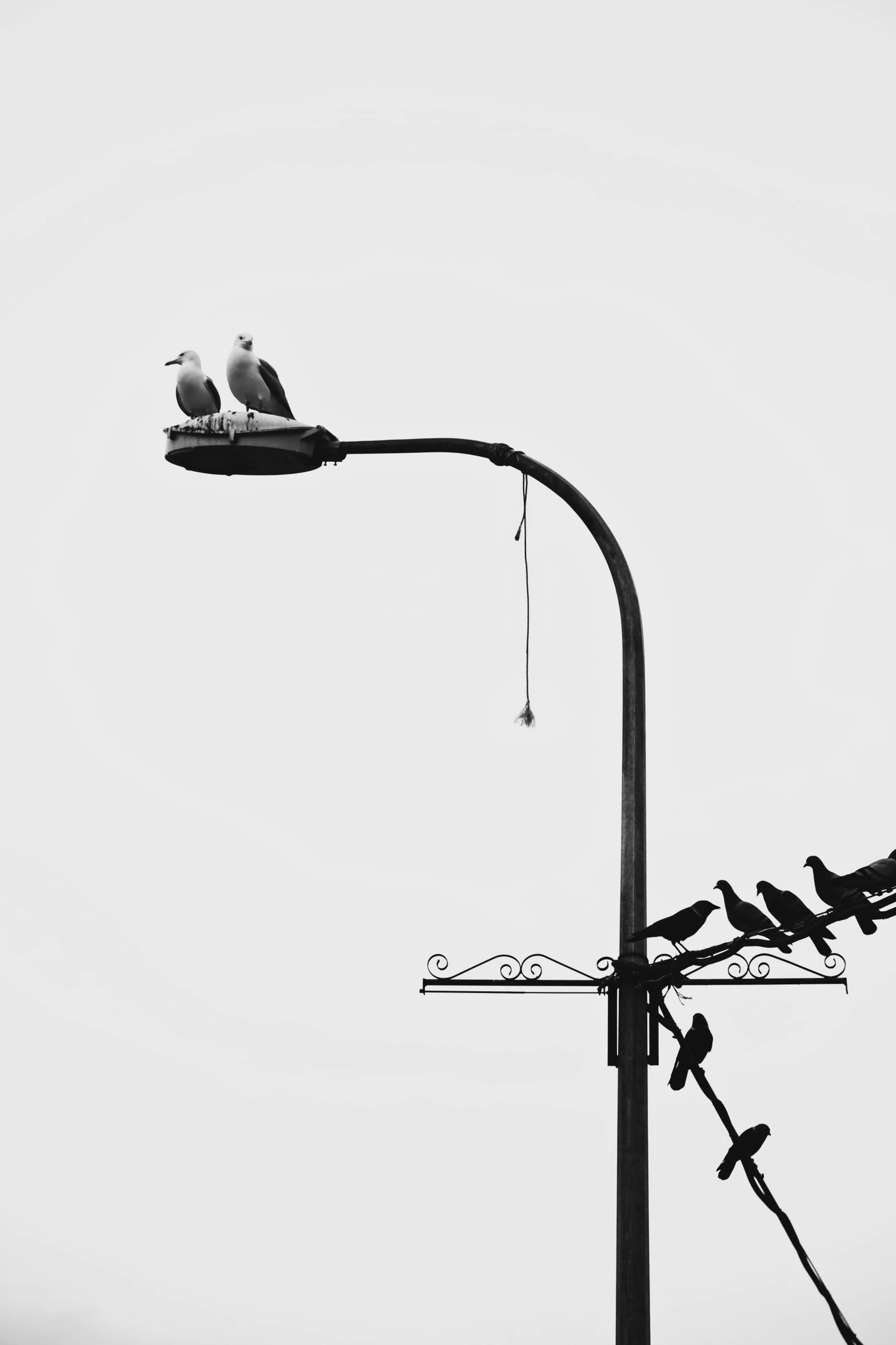 two birds on top of a light post