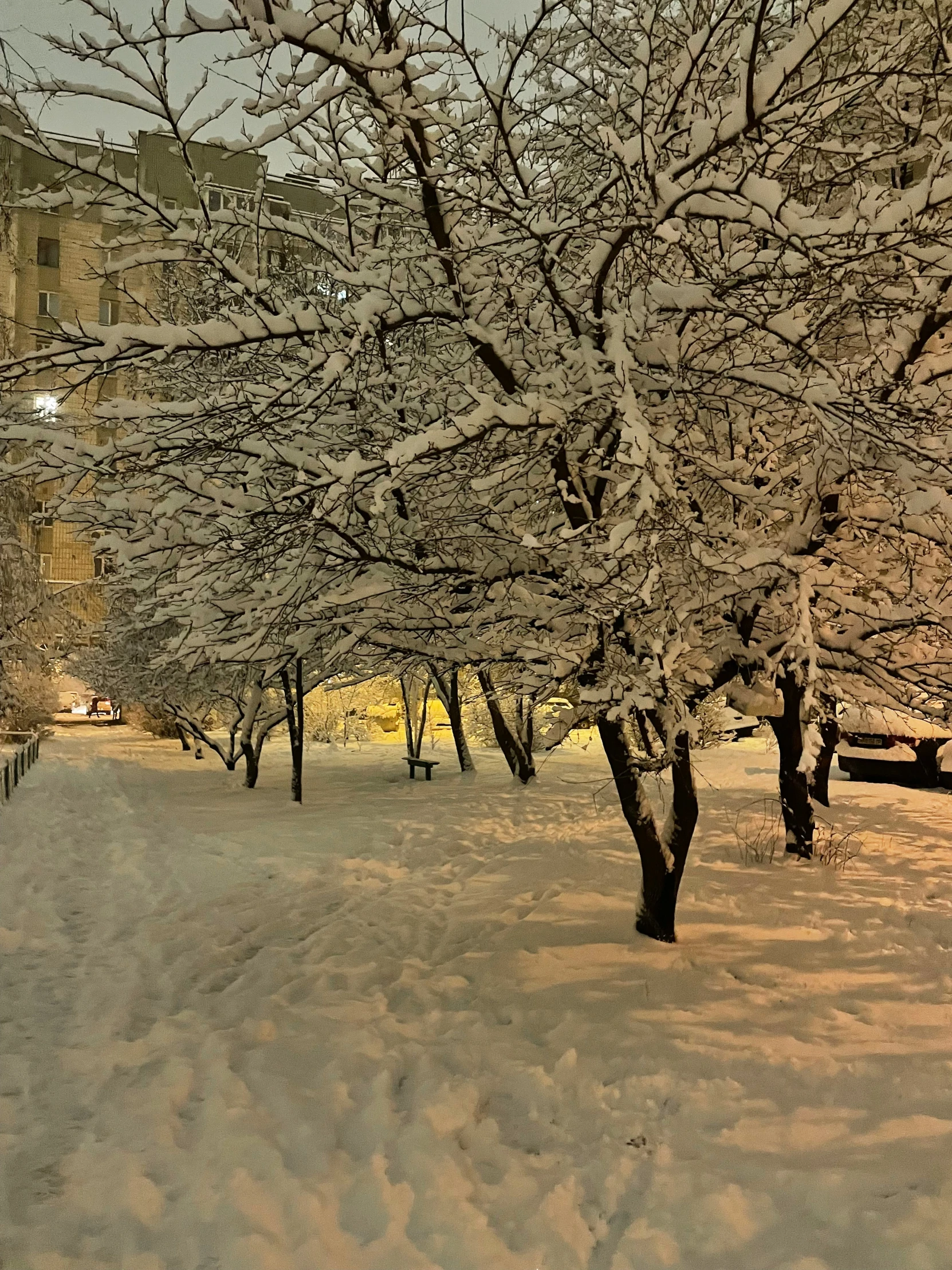 some trees covered in snow by some buildings