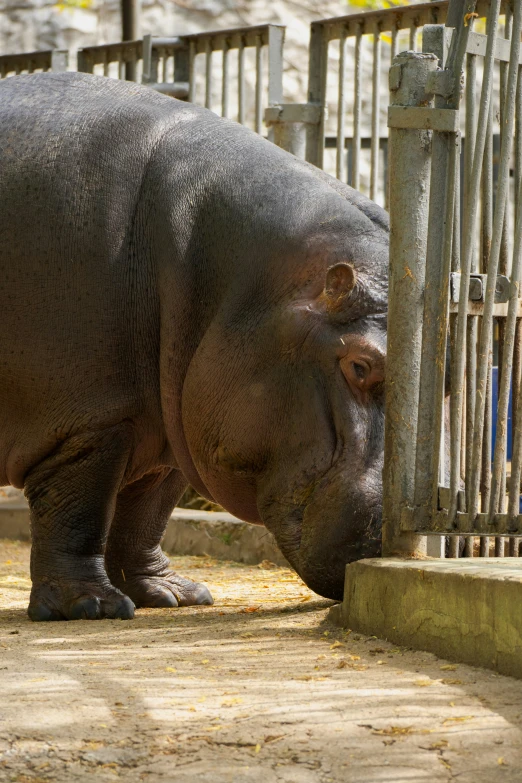 a hippo leaning down to drink some water