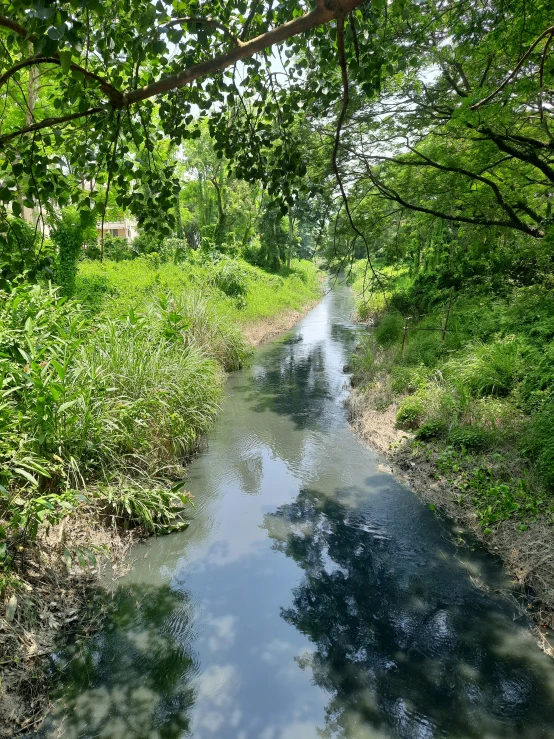 a waterway that is surrounded by lush green trees