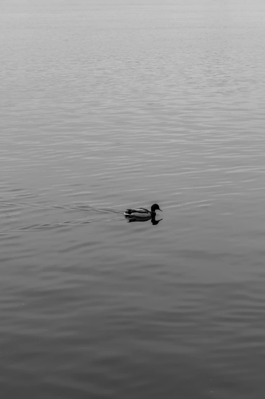 a couple of ducks sitting on top of water