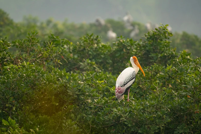 a large white bird is standing in some bushes