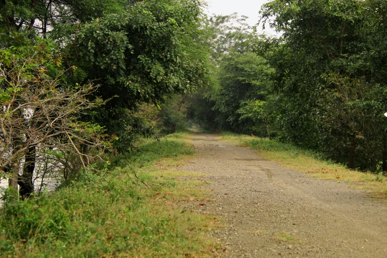a gravel road leading into a wooded area