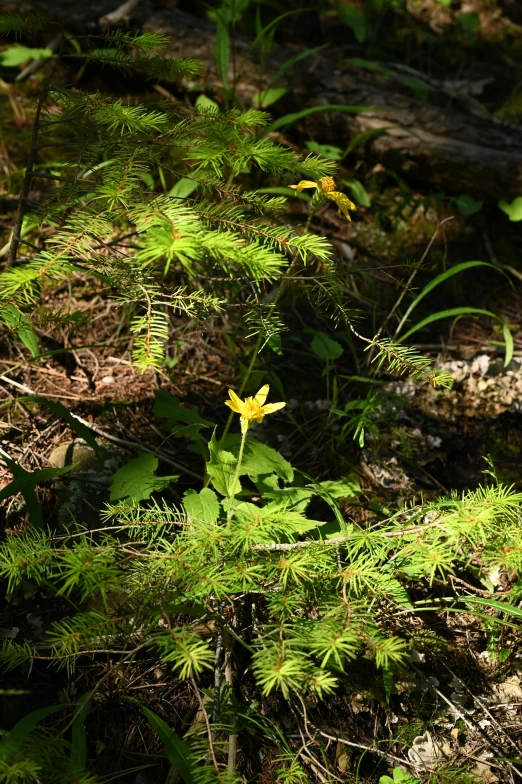 a yellow flower sits amongst green leaves in the forest