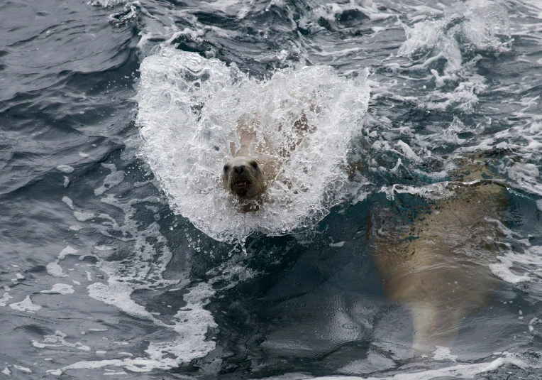 a large brown bear swimming in water next to a larger animal