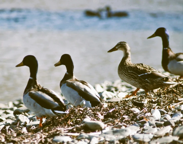 a bunch of ducks walking along the side of a river