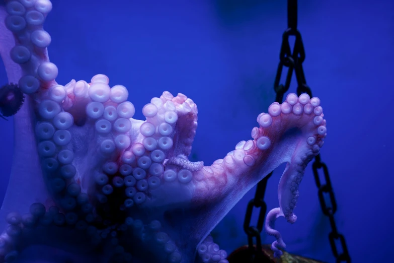 the octo is white with pink decorations