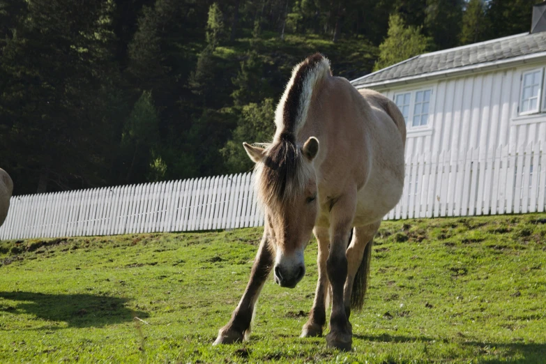 two horses walking through an open field behind a house