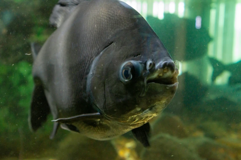 a fish swimming in a glass filled tank