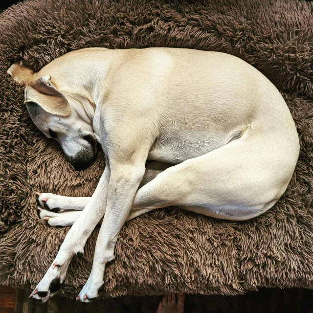 the dog sleeps comfortably on the gy rug