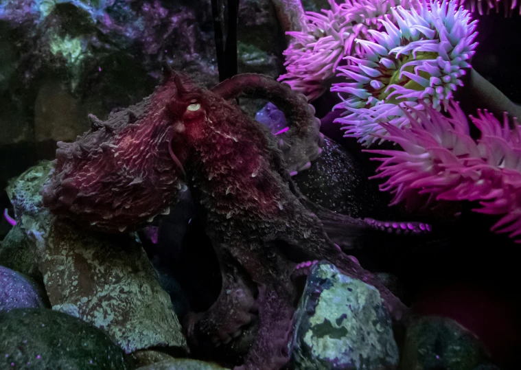 an octo in an aquarium looking like he has soing purple on his face