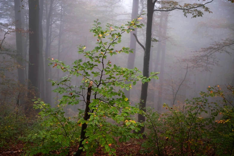 a leafy tree in the midst of fog in the woods