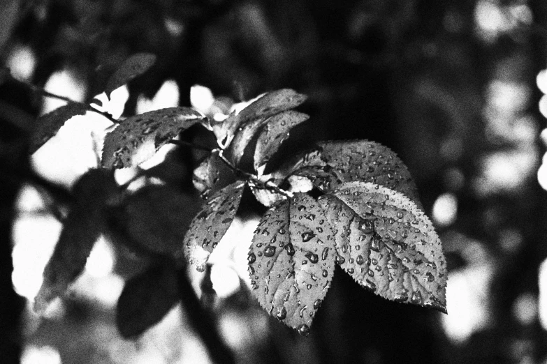 close up of leaves with drops on them