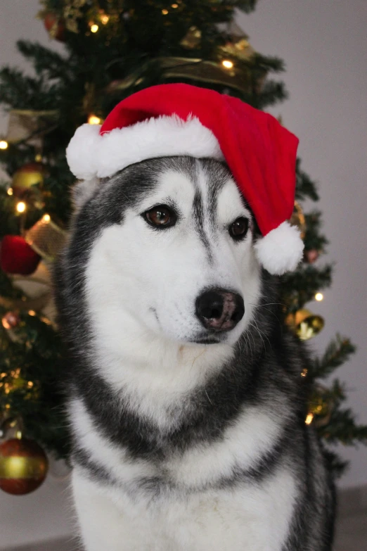 a dog in a christmas hat by a tree