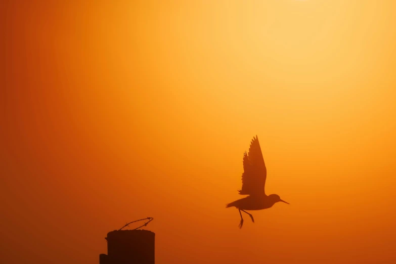 a large bird flies near a red fire hydrant