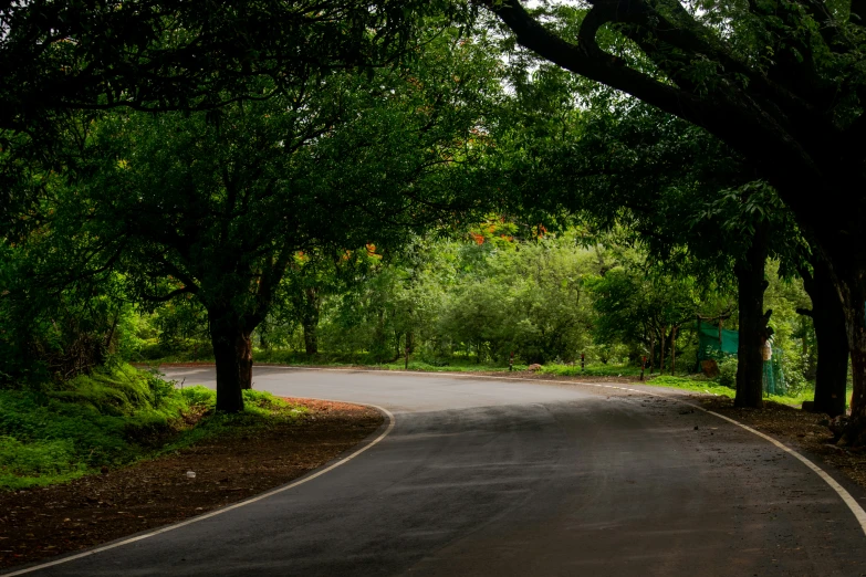 an empty road near some trees and shrubs