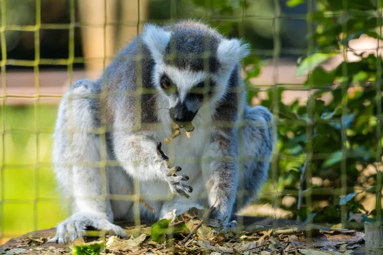 a large white and gray lemurd eating some leaves