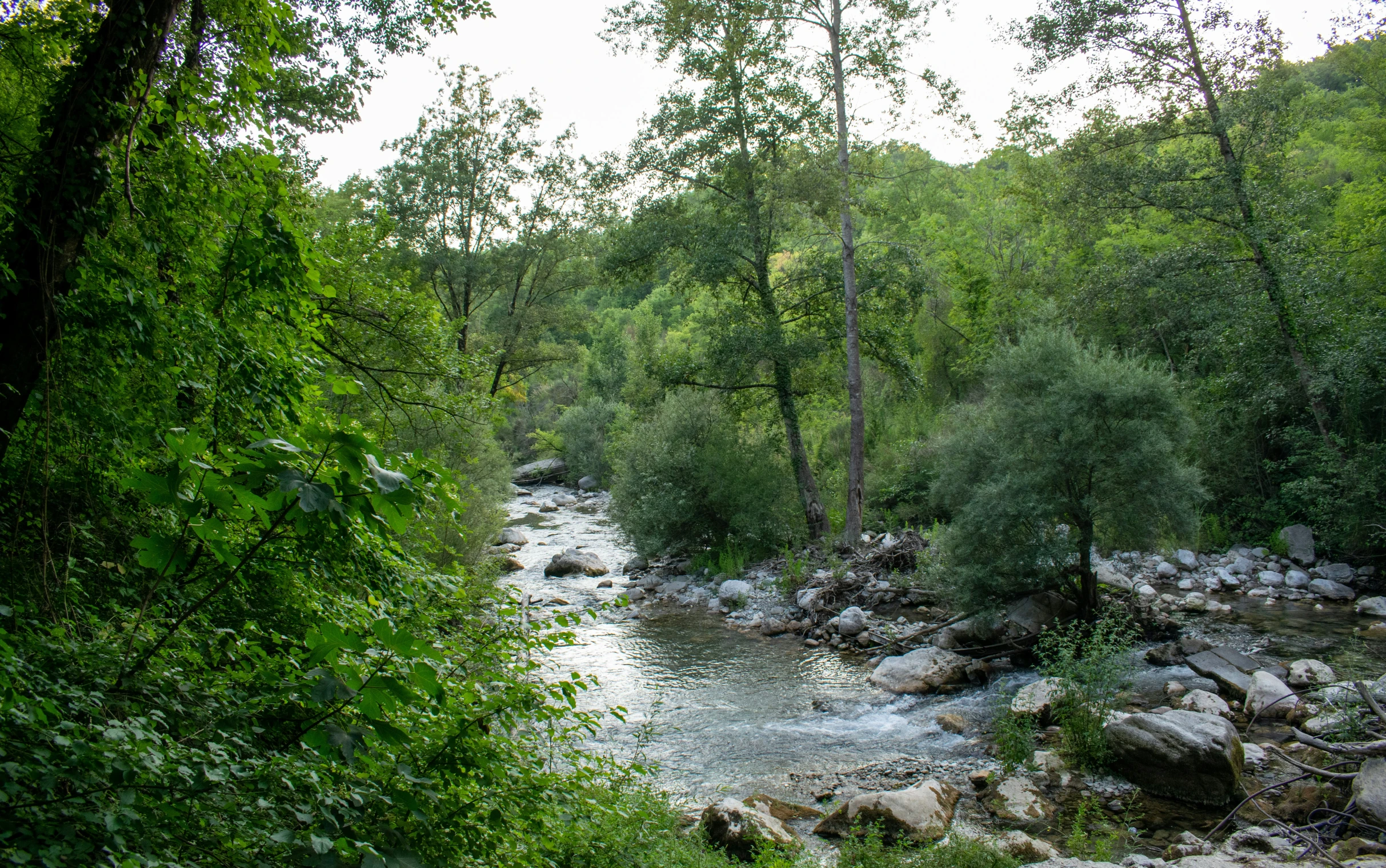 an image of a river surrounded by trees