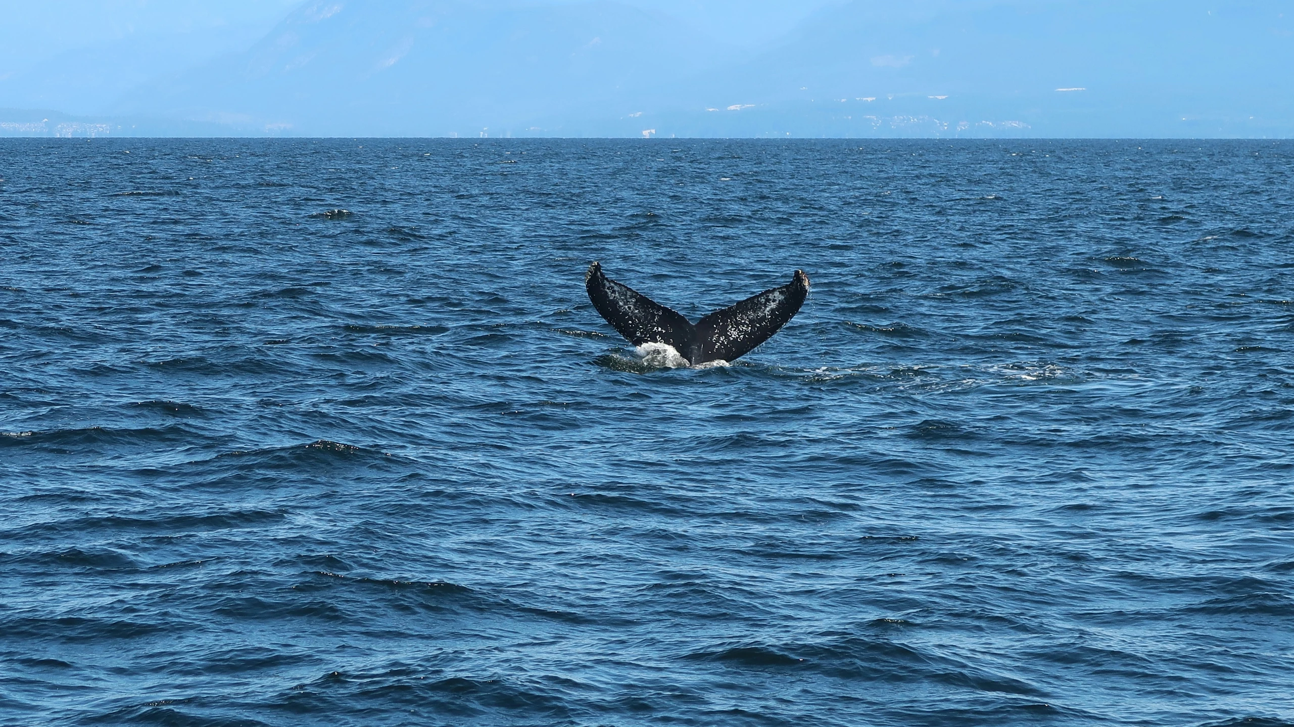 a whale flups its tail while swimming in the ocean