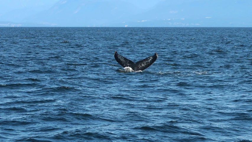 a whale flups its tail while swimming in the ocean