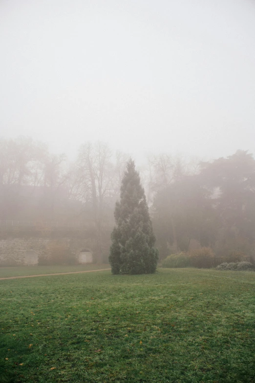 a small tree in a grassy field on a foggy day