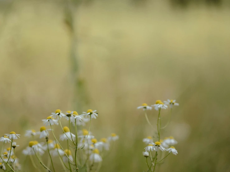 some little daisies are on the ground in a field