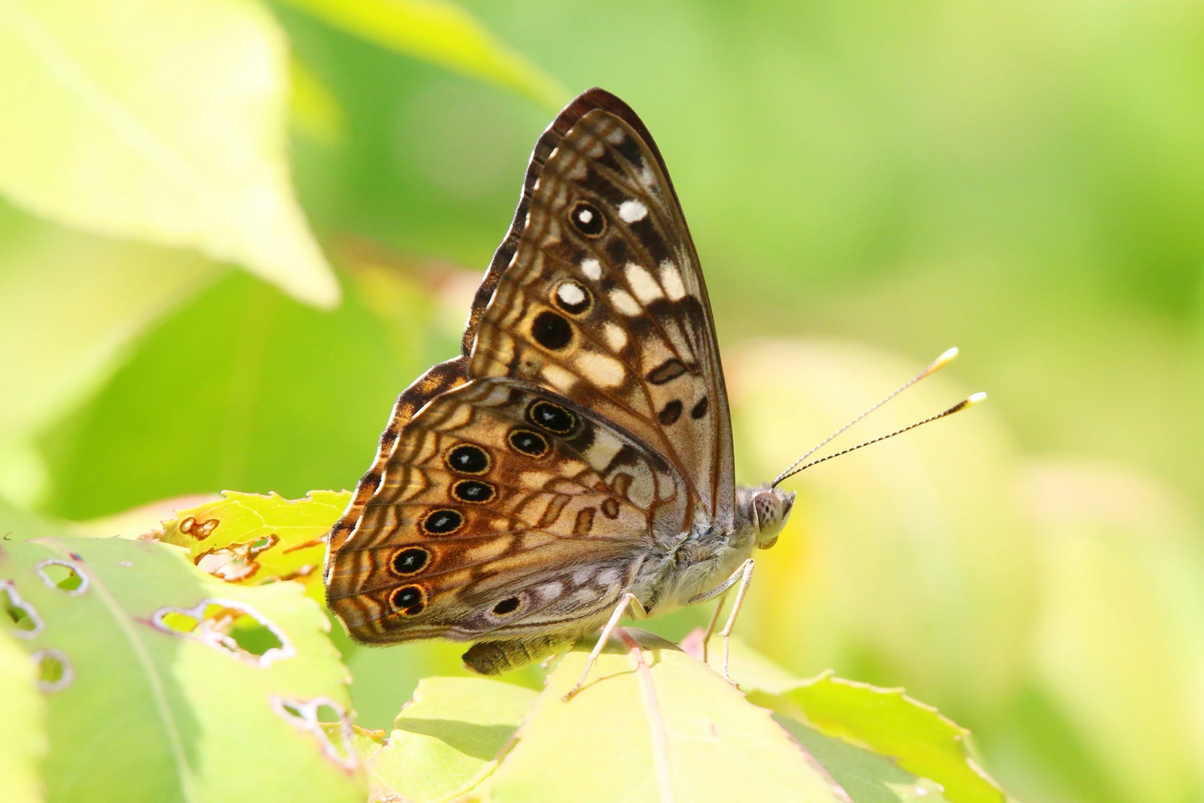 the erfly is sitting on top of a leaf