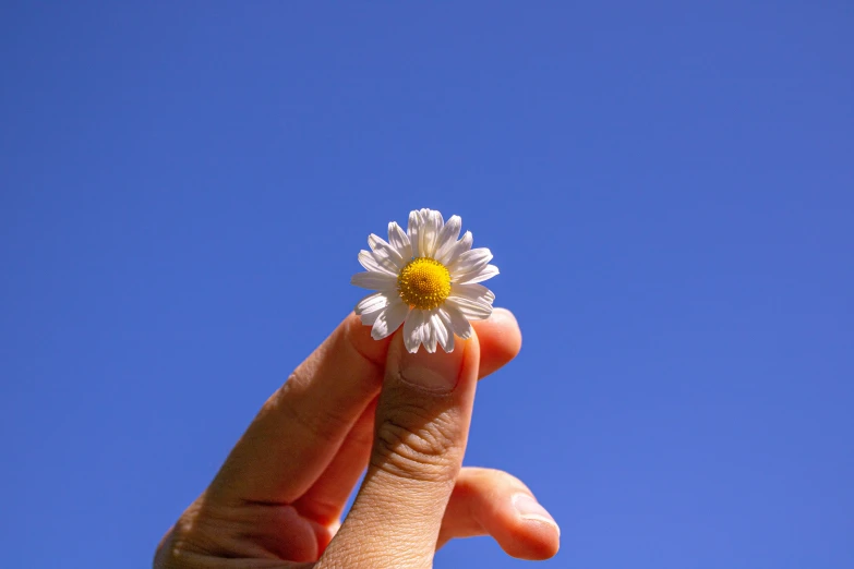 the small white flower is floating in a blue sky