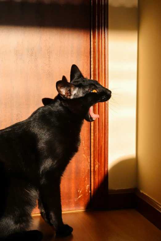 a small cat yawns while standing in front of a door