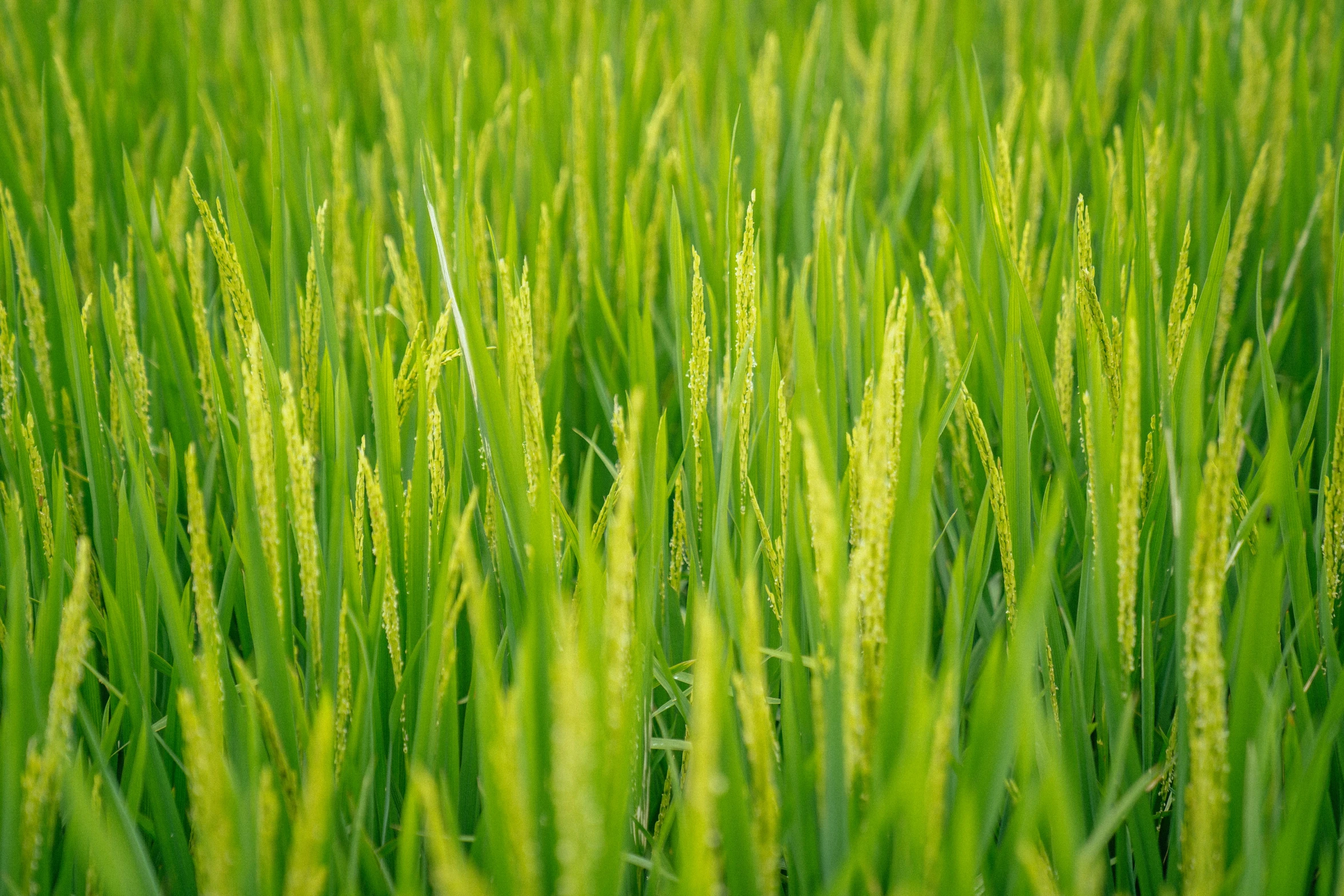 tall green grass with tiny green leaves