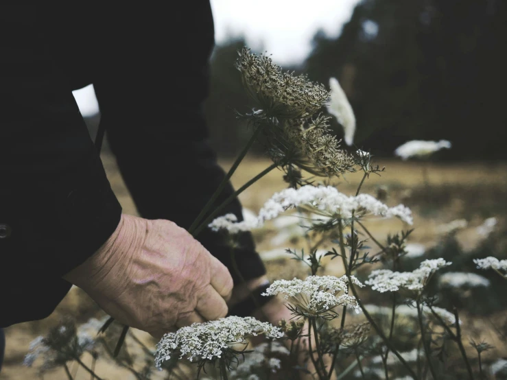 a person with his hand on a flower in the grass