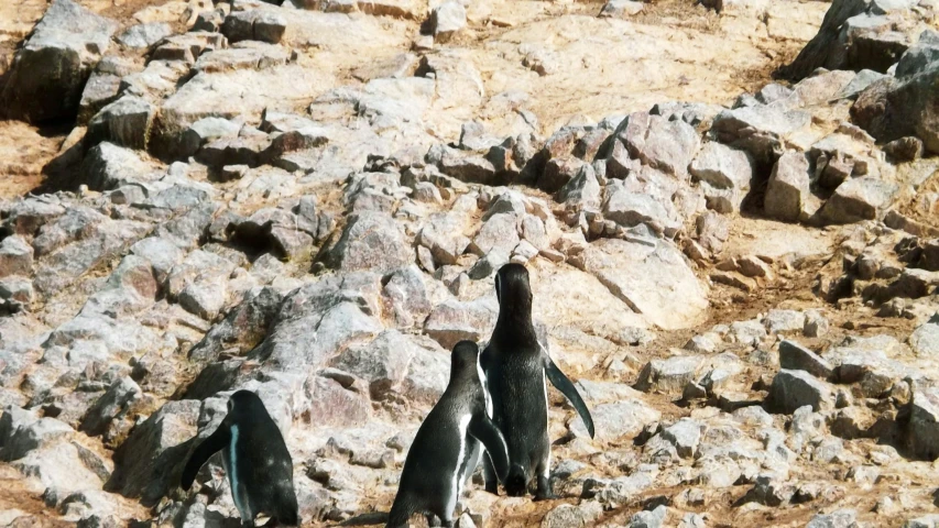 three penguins walk among the rocks and boulders