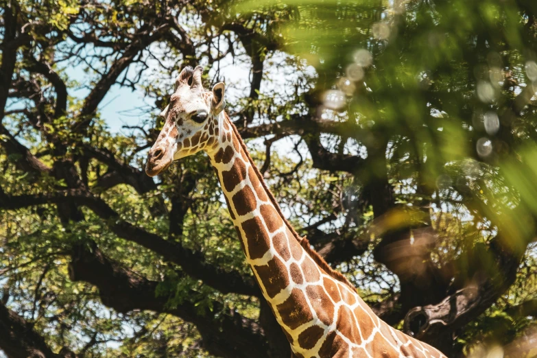 a giraffe standing next to a leafy tree