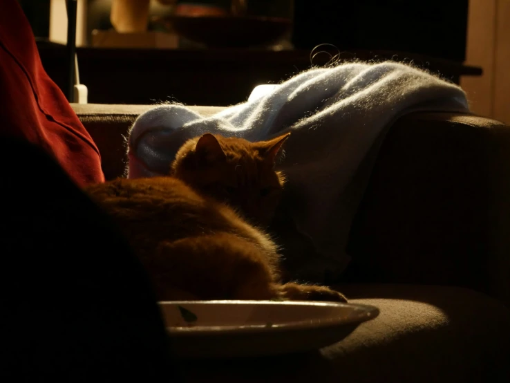 an orange cat is laying down on a couch